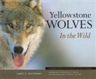james c Halfpenny, James C. Halfpenny - Yellowstone wolves in the wild