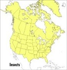 Donald J. Borror, Donald J./ White Borror, Mariner Books, Roger Tory Peterson, Richard E. White, Roger Tory Peterson - A Field Guide to Insects