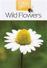 Patrick Harding - Wild Flowers