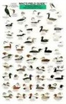 Craig MacGowan - Mac's Field Guides: Northeast Coastal Water Birds