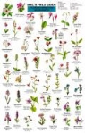 Craig MacGowan - Mac's Field Guides: Rocky Mountain Wildflowers