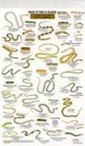 Craig MacGowan - North American Reptiles