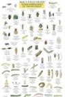 Craig MacGowan - Mac's Field Guides: Southeast Garden Bugs
