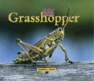 Lynn Kuntz, Elizabeth J. Scholl - Grasshopper