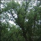 Julianna Barwick - Magic Place (LP)
