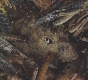 Hessian - Manegarmr (LP)