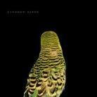 Andrew Bird - Armchair Apocrypha (LP)