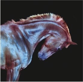 Fenech-Soler - Rituals (LP)