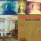 Temple Of Sound - Black Orchid