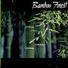 Bamboo Forest - ---