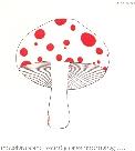 Mushroom - Early One Morning