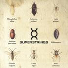 Superstrings - ---