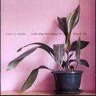 Stuart A. Staples (Tindersticks) - Lucky Dog Recordings 03-04