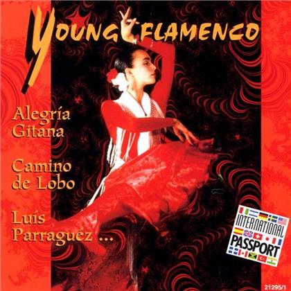Young Flamenco