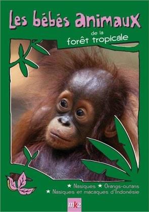 Les bébés animaux - de la forêt tropicale