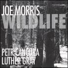 Joe Morris - Wildlife