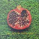 Toni Childs - Woman's Boat