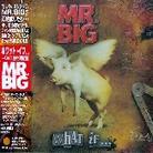 Mr. Big - What If - Limited - + Bonus (CD + DVD)