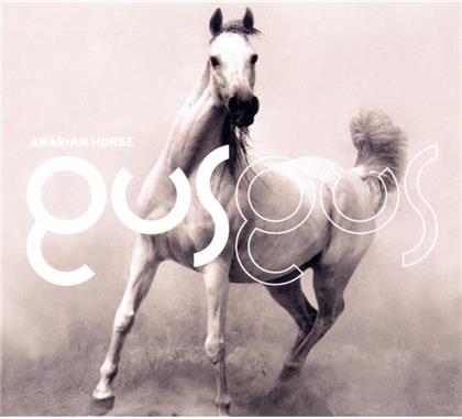Gus Gus - Arabian Horse