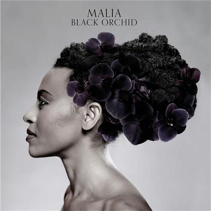 Malia - Black Orchid