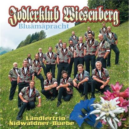 Jodlerklub Wiesenberg - Bluämäpracht