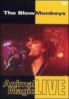 Blow Monkeys - Animal magic live