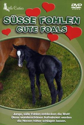 Süsse Fohlen - Cute Foals