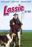Lassie in Not