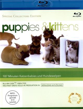 Puppies & kittens