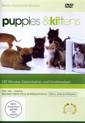 Puppies & Kittens