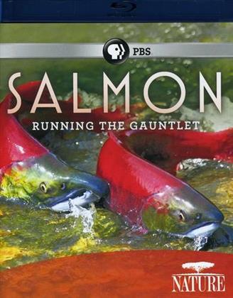 Nature - Salmon - Running the Gauntlet
