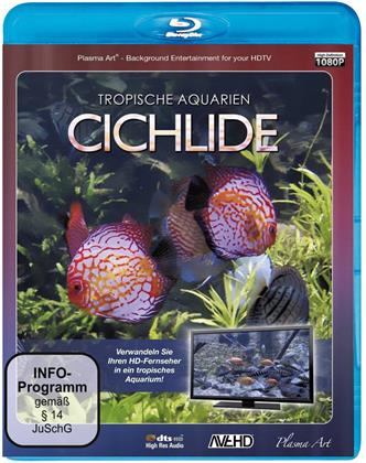 Cichlide HD - Tropische Aquarien
