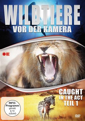 Wildtiere vor der Kamera - Caught in the act - Teil 1