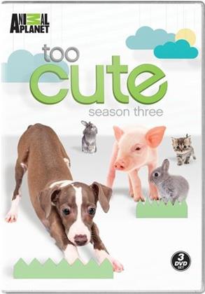 Too Cute - Season 3 (3 DVDs)