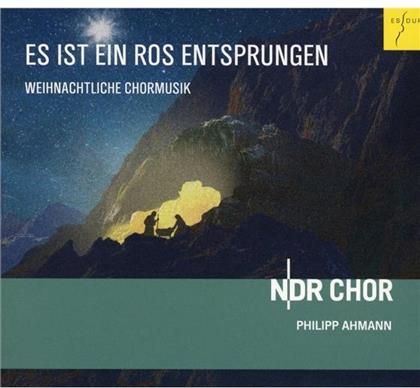 Philipp Altmann & NDR Chor - Es Ist Ein Ros Entsprungen