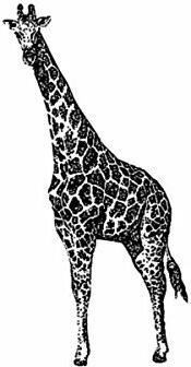 Giraffe - Juni - 10 Inch (10" Maxi)
