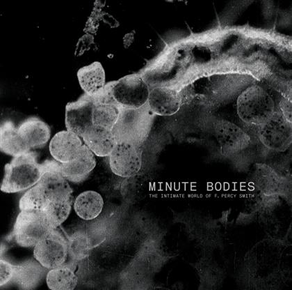 The Tindersticks - Minute Bodies: The Intimate (LP + DVD)