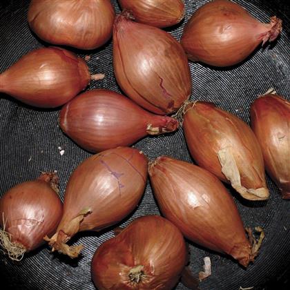 Ty Segall - Fried Shallots (12" Maxi)