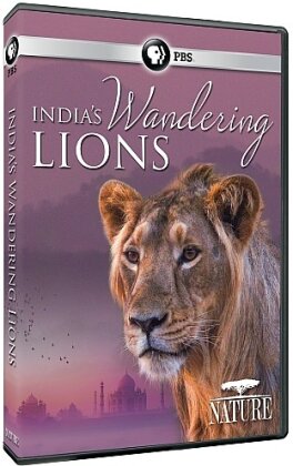 Nature - India's Wandering Lions