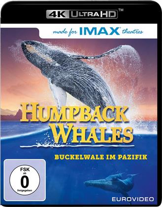 Humpback Whales (Imax)