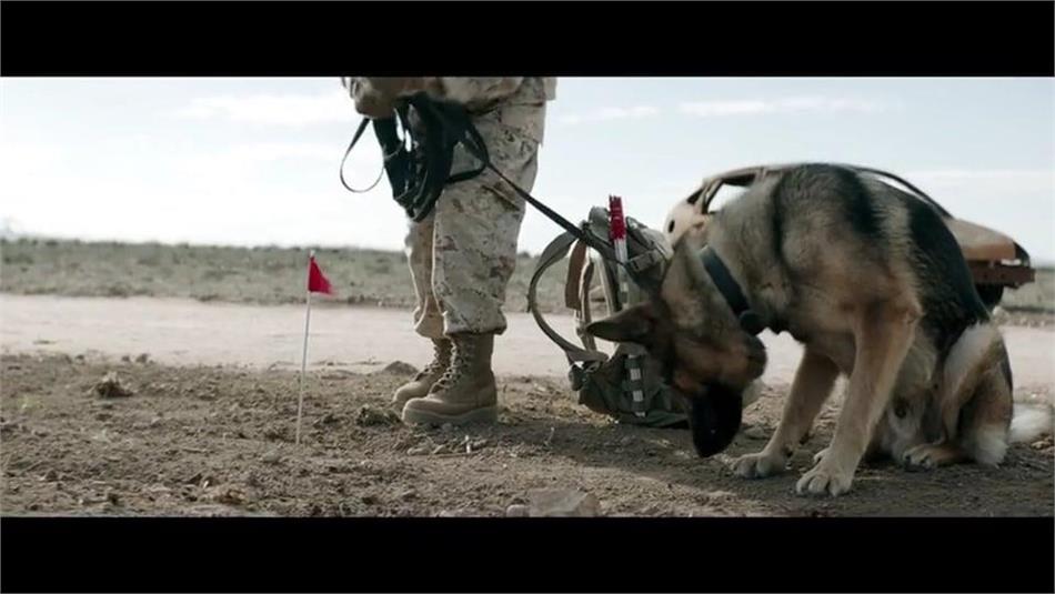 Sergeant Rex - Nicht ohne meinen Hund (2017) 