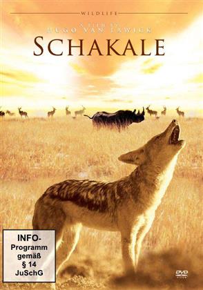 Schakale (Wildlife)