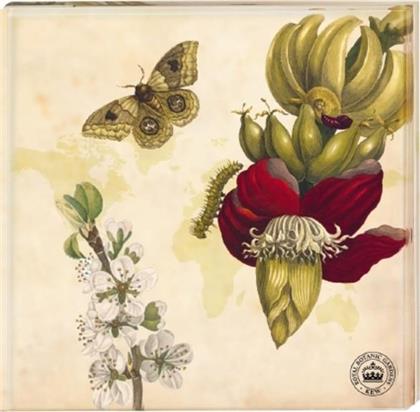 Kew Gardens Untersetzer "Schmetterling" - 2er-Set