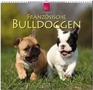 Französische Bulldoggen