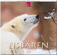 Eisbären