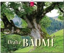 Uralte Bäume