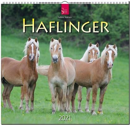 Haflinger