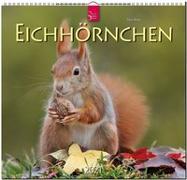 Eichhörnchen