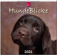 HundeBlicke