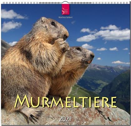 Murmeltiere